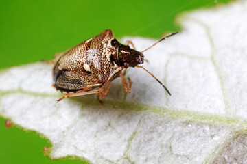 Stink bug on green leaves, North China