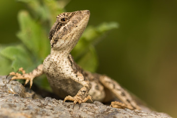 A closeup of garden lizard, a beautiful portrait of  a garden lizard 