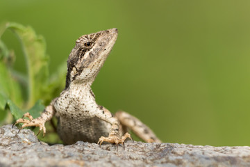 A closeup of garden lizard, a beautiful portrait of  a garden lizard 