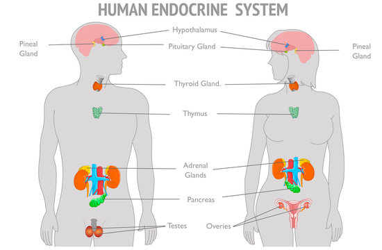 Endocrine system parts diagram. explanations. Human Woman man gray body infographic. Hormones Hypothalamus Pituitary Gland Thyroid Adrenals Pineal Reproductive organs Ovaries Testes  White back Vector