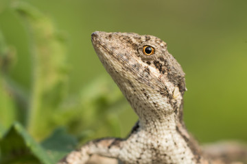 A closeup of garden lizard, a beautiful portrait of  a garden lizard 