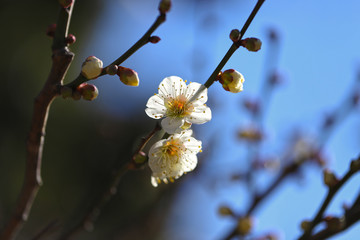 【日本の春】白梅