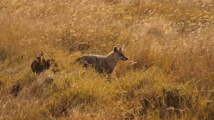 Coyote stands sideways in the thickets of dry grass of the African savannah