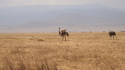 Fototapeta na wymiar Two ostriches walk on the desert savannah of Tanzania with dry grass and small mountains behind in the distance