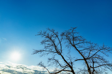 冬の澄んだ青空と雲