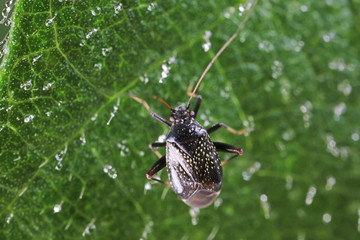 Stink bug on green leaves, North China