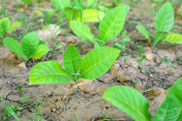 young tobacco leaves in the field. cultivated tobacco. Young Virginia Tobacco plant