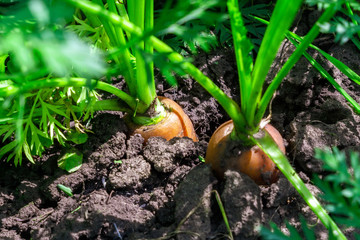 fresh carrots with greens on the ground. A large juicy unwashed carrots in the field against the background of the earth close up.