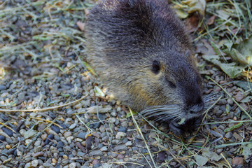 Portrait of nutria in close-up, sitting on small stones, eating zucchini view from the top