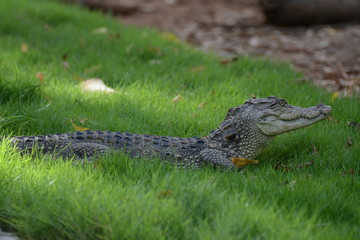 Baby Crocodile
