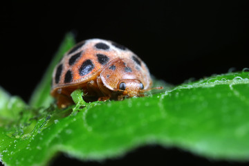 ladybugs on green leaves, North China