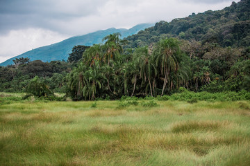 Juicy thick grass and nature in the valley of geysers, in the African jungle
