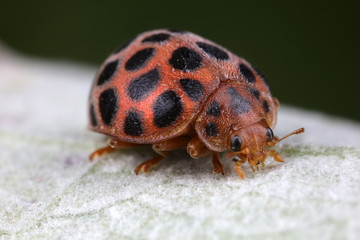 ladybugs on green leaves, North China