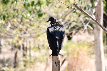 vulture, bird of prey, photo as a background