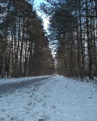 road in winter forest