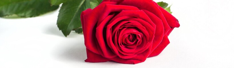 Banner of Beautiful Red Rose Flower with stem Isolated on White background. Concept for 8 march...