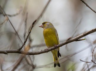 The European greenfinch, or just greenfinch (Chloris chloris), is a small passerine bird in the finch family Fringillidae.