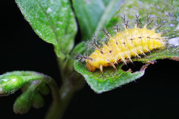 ladybugs larva on green leaves, North China