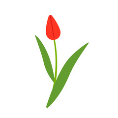 Obraz premium Red blooming flower tulip isolated on a white background. Vector illustration.