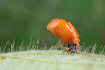 ladybugs pupa on green leaves, North China