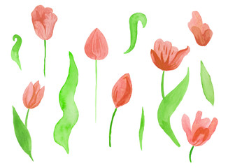Watercolor set  red tulips with green leaves. Clipart collection of botanical spring flowers on white isolated background hand drawn. Design for weddings, gift cards,wrapping paper, textiles.