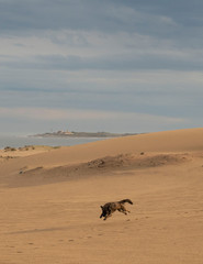 dog jumping in the beach