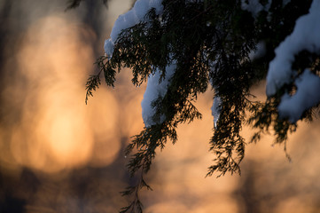 A pine branch covered in snow with a golden sunrise out of focus background.