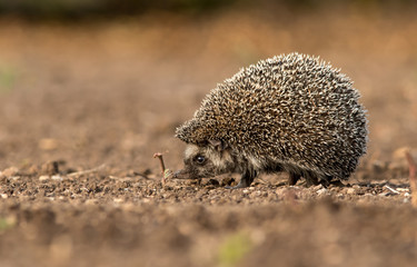Cute common hedgehog on a stump in spring or summer forest during dawn. Young beautiful hedgehog in natural habitat outdoors in the nature. © priyank