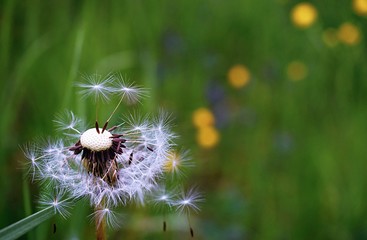 A dandelion seed head 