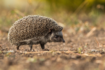Cute common hedgehog on a stump in spring or summer forest during dawn. Young beautiful hedgehog in...