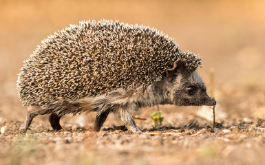 Cute common hedgehog on a stump in spring or summer forest during dawn. Young beautiful hedgehog in...