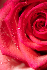 Beautiful flower red rose as a background