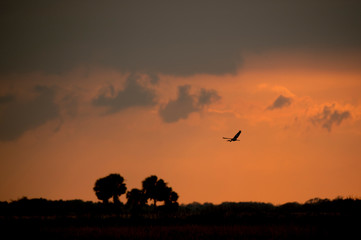 A clump of Palm Trees in a wide open field silhouetted against the colorful orange and yellow sunset sky.