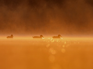 Silhouettes of mallard (Anas platyrhynchos) on the water in orange evening artistic light.
