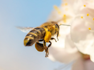 A bee collects honey from a flower
