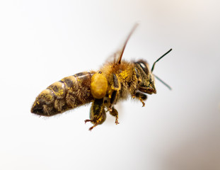 A bee collects honey from a flower