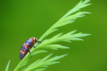 Ladybug larvae in natural state， north China