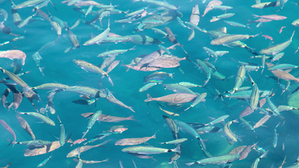 Fish in the blue water of the sea as a background