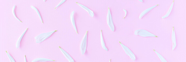 Banner of white chrysanthemum petals on a pink background. Flowers composition. Concept of love and spring. Flat lay, top view.