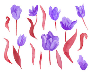 Watercolor set violet tulips with red leaves. Clipart collection of botanical spring flowers on white isolated background hand drawn. Design for weddings, gift cards,wrapping paper, textiles.