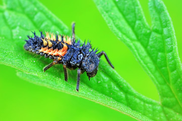 Ladybug larvae in natural state， north China