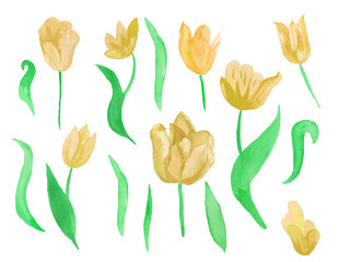 Fototapeta na wymiar Watercolor set yellow tulips with green leaves. Clipart collection of botanical spring flowers on white isolated background hand drawn. Design for weddings, gift cards,wrapping paper, textiles.