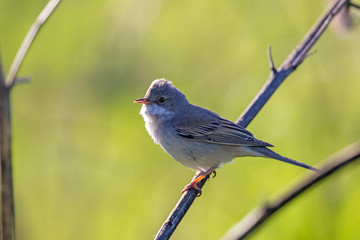 The common whitethroat (Sylvia communis) is a common and widespread typical warbler which breeds throughout Europe.