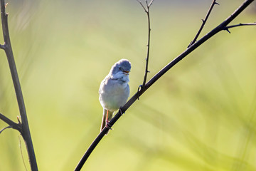 The common whitethroat (Sylvia communis) is a common and widespread typical warbler which breeds throughout Europe.
