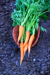 Fresh carrot bouquet lies on a clay plate on the black earth