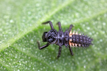 Ladybug larvae in natural state， north China