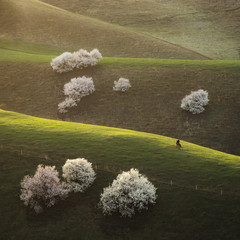 green field of white flowers