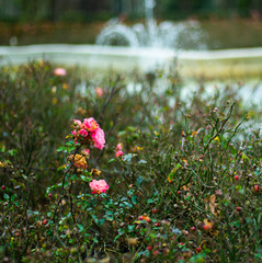  withered rose in a park with a fountain behind.