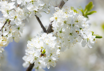Obraz premium White flowers on a fruit tree on nature