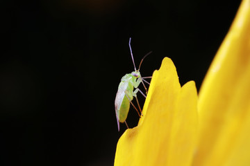 Stink bug on green leaves, North China